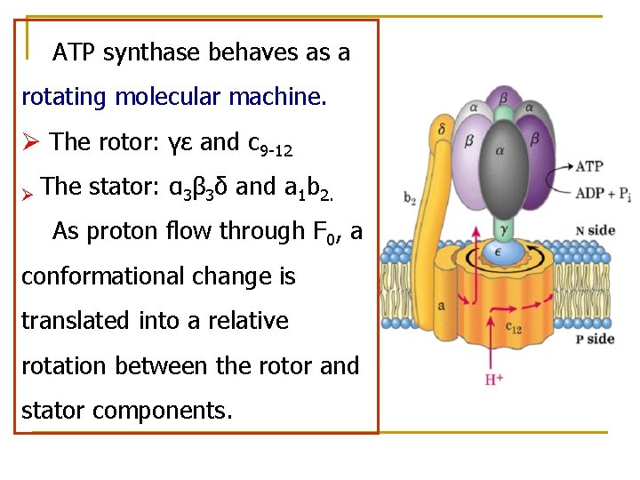 ATP synthase behaves as a rotating molecular machine. Ø The rotor: γε and c