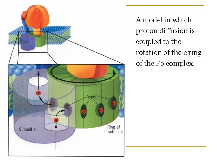 A model in which proton diffusion is coupled to the rotation of the c