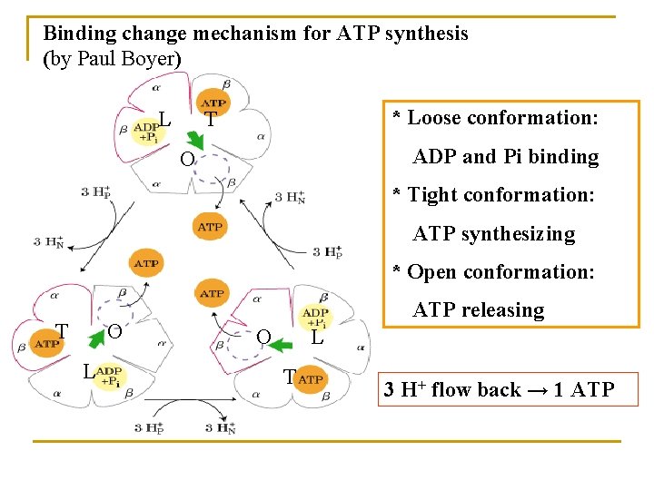 Binding change mechanism for ATP synthesis (by Paul Boyer) L T * Loose conformation: