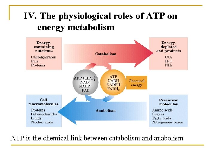 IV. The physiological roles of ATP on energy metabolism ATP is the chemical link