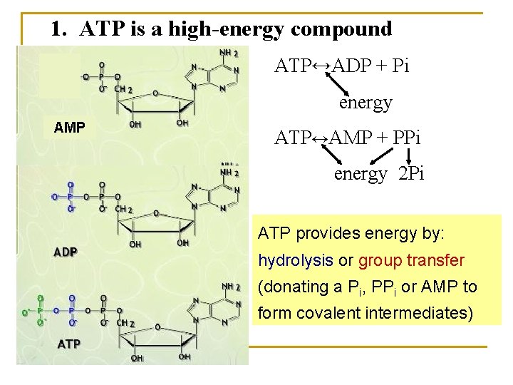  1. ATP is a high-energy compound ATP↔ADP + Pi energy AMP ATP↔AMP +
