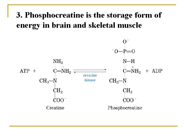 3. Phosphocreatine is the storage form of energy in brain and skeletal muscle 