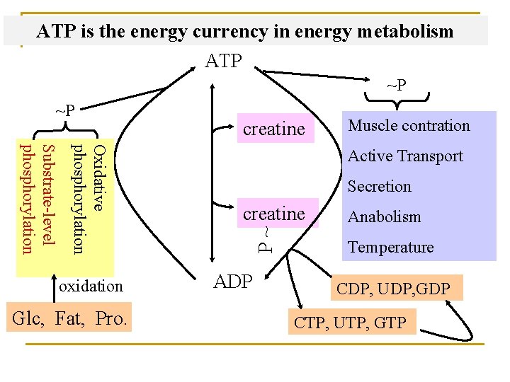 ATP is the energy currency in energy metabolism ATP ~P Oxidative phosphorylation Substrate-level phosphorylation