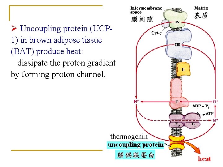 Ø Uncoupling protein (UCP 1) in brown adipose tissue (BAT) produce heat: dissipate the