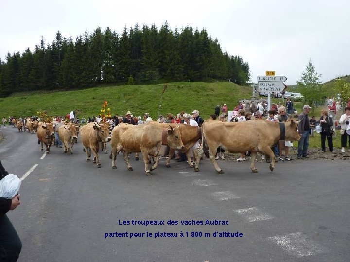 Les troupeaux des vaches Aubrac partent pour le plateau à 1 800 m d’altitude