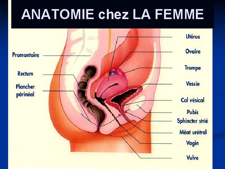 ANATOMIE chez LA FEMME 