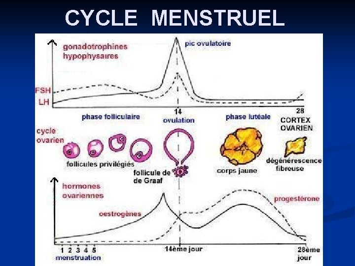 CYCLE MENSTRUEL 