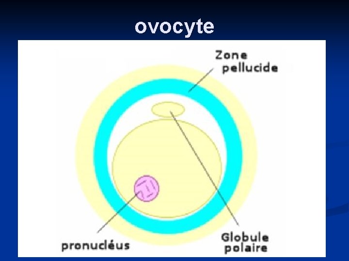 ovocyte 