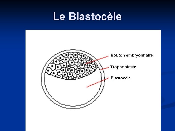 Le Blastocèle 