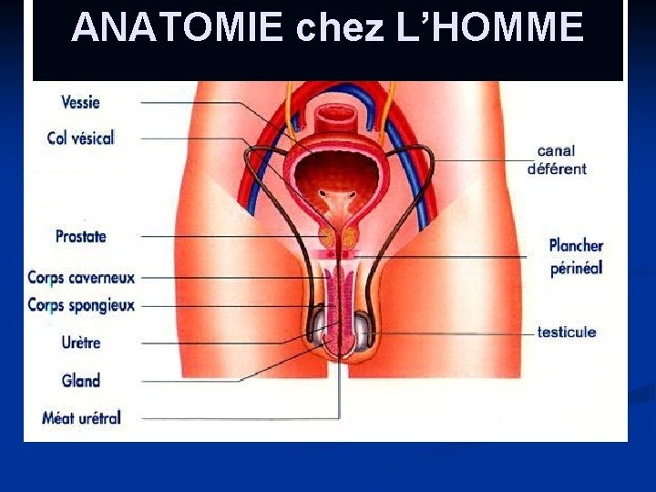 ANATOMIE chez L’HOMME 