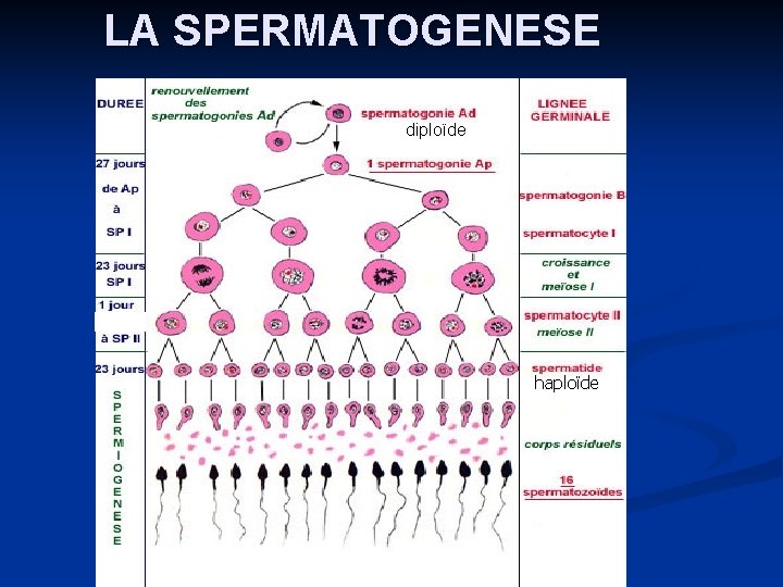 LA SPERMATOGENESE diploïde haploïde 