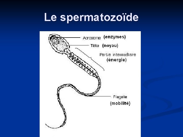 Le spermatozoïde 