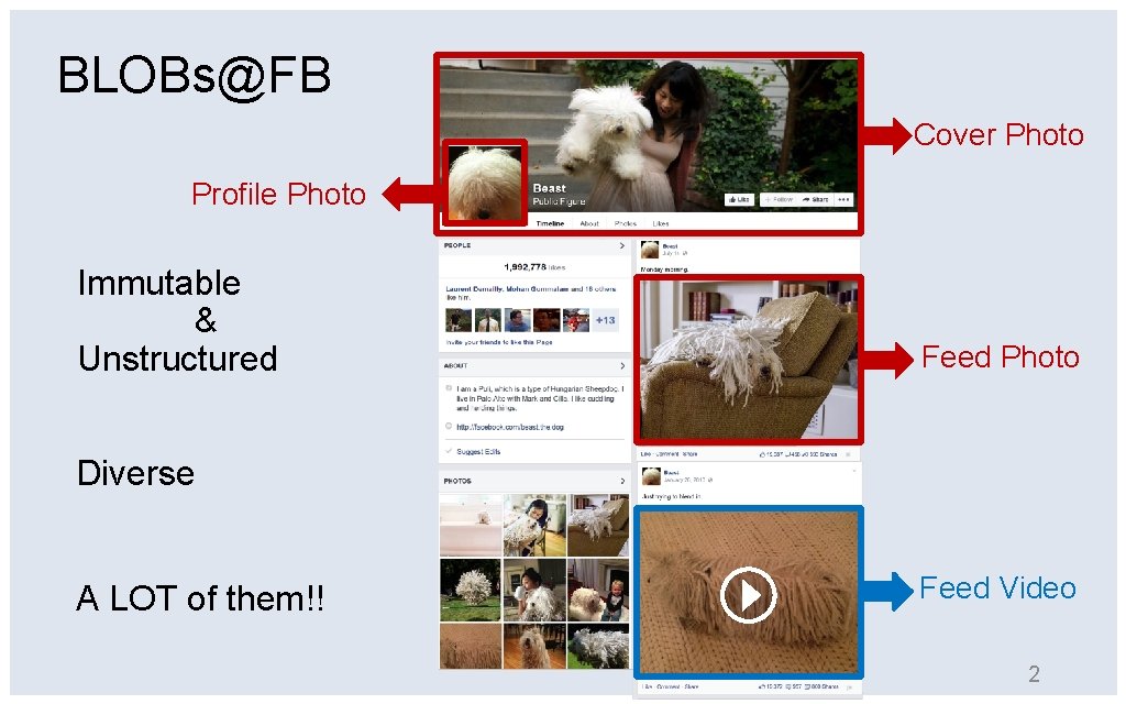 BLOBs@FB Cover Photo Profile Photo Immutable & Unstructured Feed Photo Diverse A LOT of