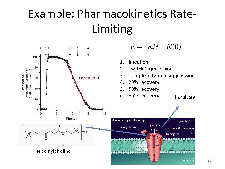 Example: Pharmacokinetics Rate. Limiting 1. 2. 3. 4. 5. 6. Injection Twitch Suppression Complete