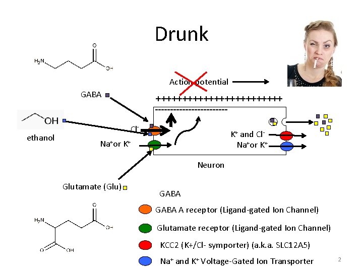 Drunk Action potential GABA ethanol ++++++++++++ ------------Cl- K+ and Cl. Na+or K+ Neuron Glutamate