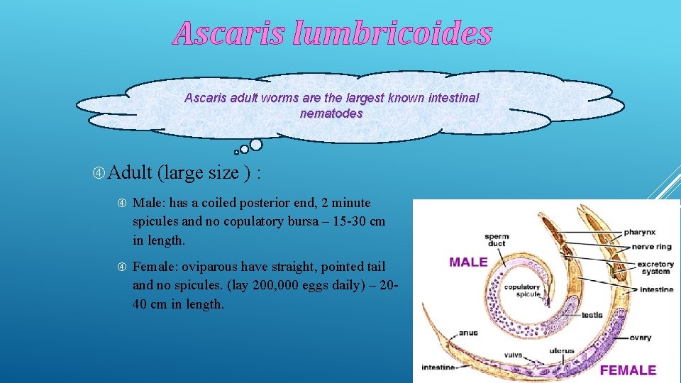 Ascaris lumbricoides Ascaris adult worms are the largest known intestinal nematodes Adult (large size