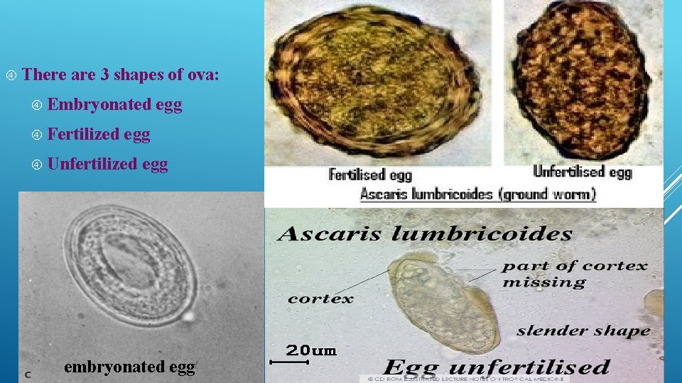  There are 3 shapes of ova: Embryonated Fertilized egg Unfertilized egg embryonated egg