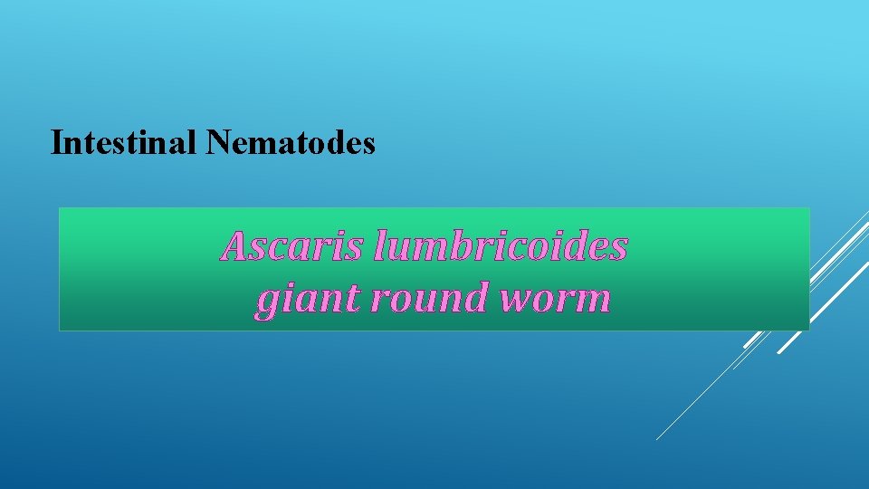 Intestinal Nematodes Ascaris lumbricoides giant round worm 