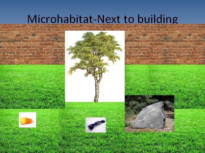 Microhabitat-Next to building 