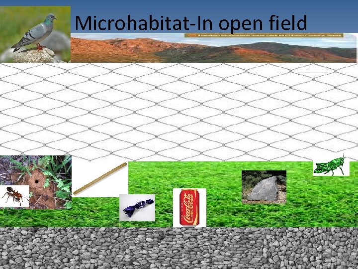 Microhabitat-In open field 