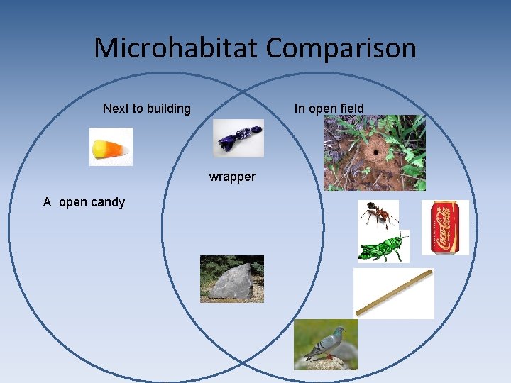 Microhabitat Comparison Next to building In open field wrapper A open candy 