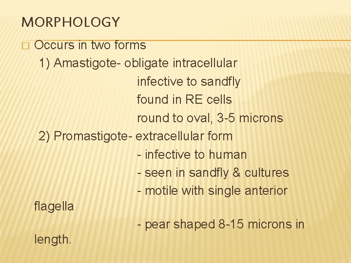MORPHOLOGY � Occurs in two forms 1) Amastigote- obligate intracellular infective to sandfly found