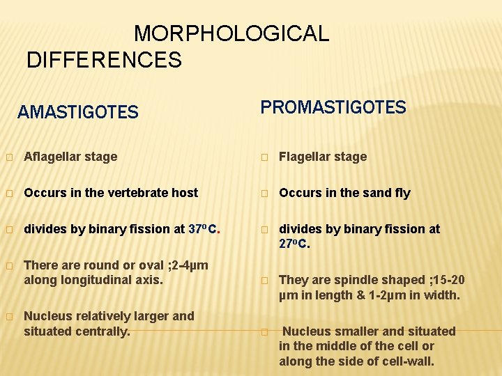 MORPHOLOGICAL DIFFERENCES AMASTIGOTES PROMASTIGOTES � Aflagellar stage � Flagellar stage � Occurs in the