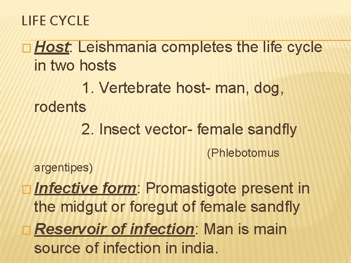 LIFE CYCLE � Host: Leishmania completes the life cycle in two hosts 1. Vertebrate
