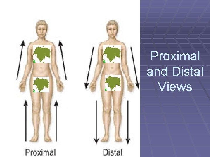 Proximal and Distal Views 