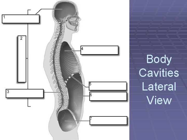 Body Cavities Lateral View 