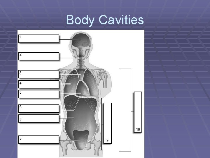 Body Cavities 