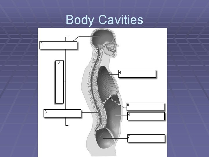 Body Cavities 