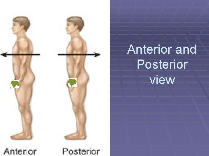 Anterior and Posterior view 