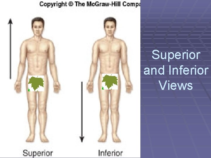 Superior and Inferior Views 
