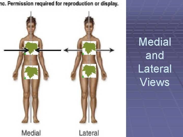 Medial and Lateral Views 