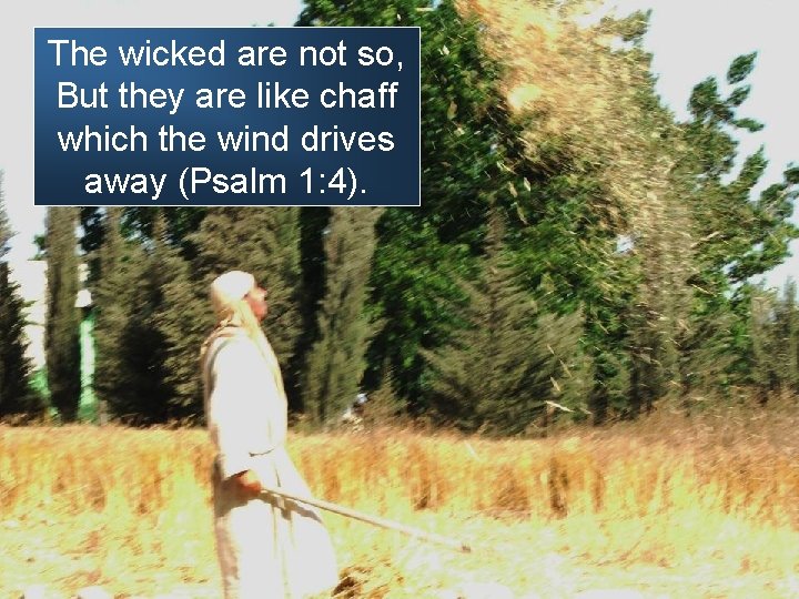 The wicked are not so, But they are like chaff which the wind drives