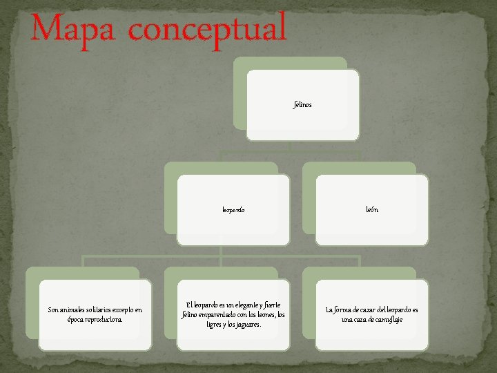 Mapa conceptual felinos Son animales solitarios excepto en época reproductora. leopardo león El leopardo