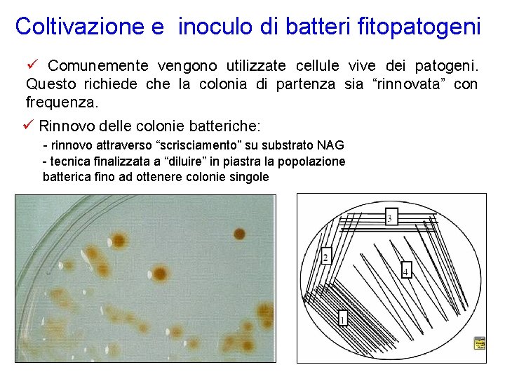 Coltivazione e inoculo di batteri fitopatogeni Comunemente vengono utilizzate cellule vive dei patogeni. Questo