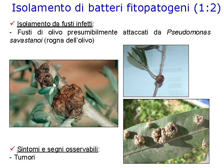 Isolamento di batteri fitopatogeni (1: 2) Isolamento da fusti infetti: - Fusti di olivo