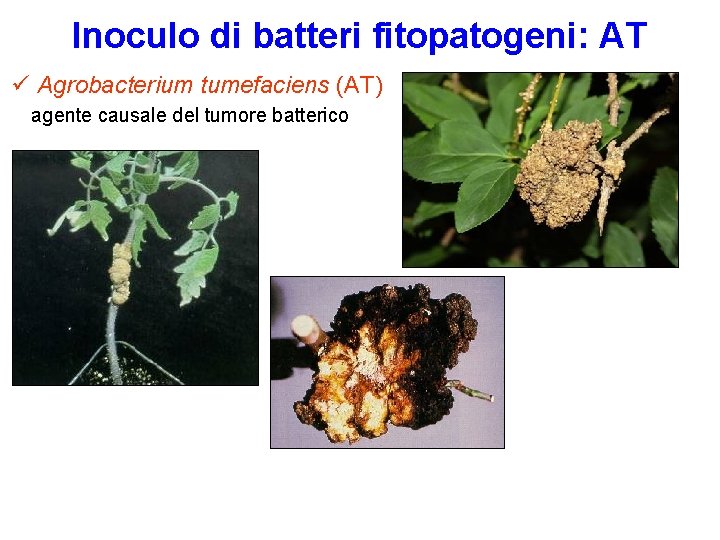 Inoculo di batteri fitopatogeni: AT Agrobacterium tumefaciens (AT) agente causale del tumore batterico 