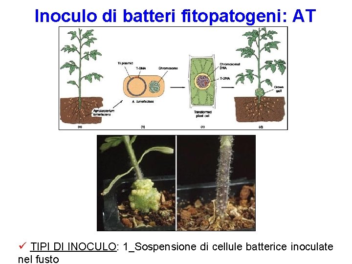 Inoculo di batteri fitopatogeni: AT TIPI DI INOCULO: 1_Sospensione di cellule batterice inoculate nel