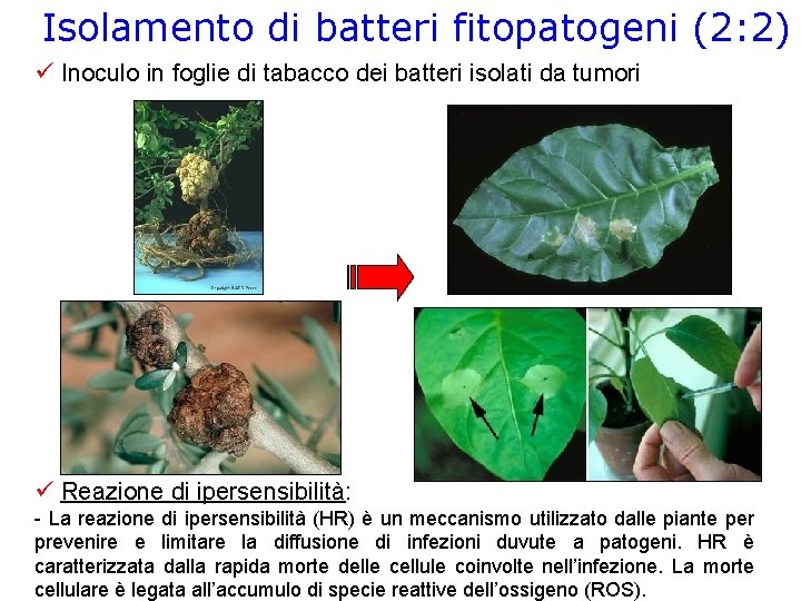 Isolamento di batteri fitopatogeni (2: 2) Inoculo in foglie di tabacco dei batteri isolati