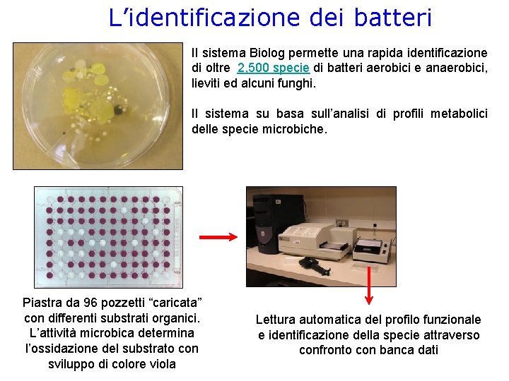 L’identificazione dei batteri Il sistema Biolog permette una rapida identificazione di oltre 2, 500