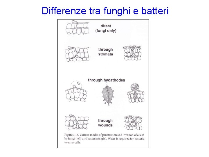 Differenze tra funghi e batteri 