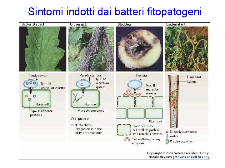 Sintomi indotti dai batteri fitopatogeni 