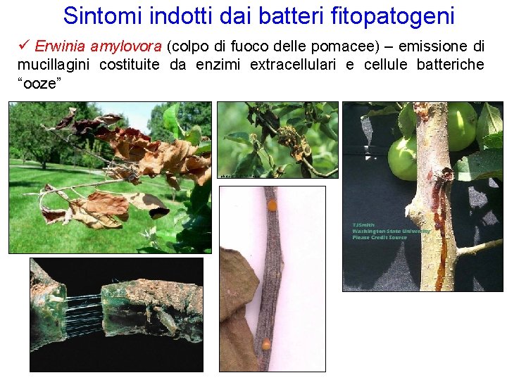 Sintomi indotti dai batteri fitopatogeni Erwinia amylovora (colpo di fuoco delle pomacee) – emissione