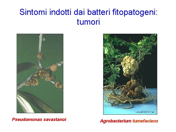 Sintomi indotti dai batteri fitopatogeni: tumori Pseudomonas savastanoi Agrobacterium tumefaciens 