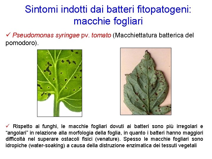 Sintomi indotti dai batteri fitopatogeni: macchie fogliari Pseudomonas syringae pv. tomato (Macchiettatura batterica del