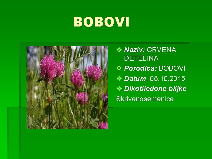 BOBOVI v Naziv: CRVENA DETELINA v Porodica: BOBOVI v Datum: 05. 10. 2015 v