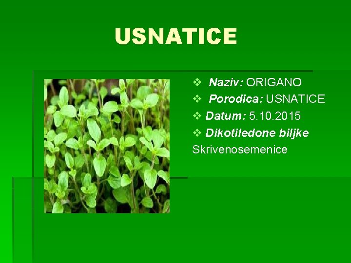 USNATICE v Naziv: ORIGANO v Porodica: USNATICE v Datum: 5. 10. 2015 v Dikotiledone